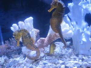 Rare acvariu de apă sărată vizita - Seahorse și meduze (meduze) Rare acvariu de apă sărată vizita - Seahorse și meduze