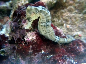 Rare acvariu de apă sărată vizita - Seahorse și meduze (acvariu) Rare acvariu de apă sărată vizita - Seahorse și meduze