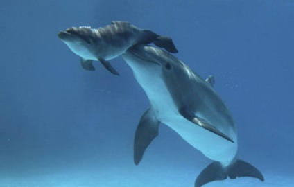 Nașterea și copilăria delfinilor - Delfin si natura - totul despre delfini (delfini) Nașterea și a delfinilor din copilarie - Delfin si natura - totul despre delfini