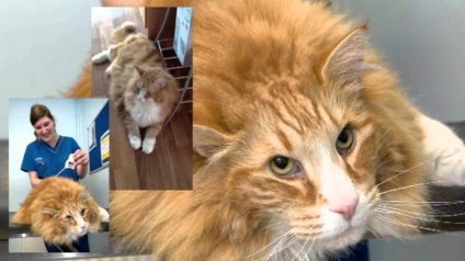 Cele mai mari animale de companie gigant animale de companie și proprietarii lor (animale) Cele mai mari animale de companie gigant animale de companie și proprietarii lor