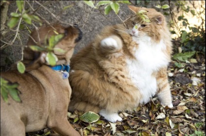 Cele mai mari animale de companie gigant animale de companie și proprietarii lor (mari) Cele mai mari animale de companie gigant animale de companie și proprietarii lor