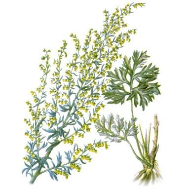 Cele mai utile ierburi (plante medicinale Romania) Cele mai utile plante