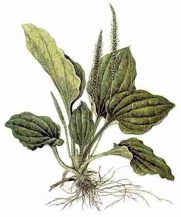 Ierburile cele mai utile (plante medicinale) Cele mai utile plante