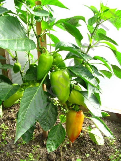 cultivare Secretele piper (cultivare) Secretele de cultivare piper