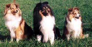 Sheltie Foto sheltie (Shetland Sheepdog), diferențele Collie sheltie dimensiune culori temperament, mintea rapid (culori) Sheltie Foto sheltie (Shetland Sheepdog), diferențele Collie sheltie dimensiune culori temperament, mintea rapid