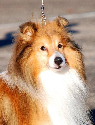 Sheltie Foto sheltie (Shetland Sheepdog), diferențele Collie sheltie dimensiune culori temperament, mintea rapid (Shepherd) Sheltie Foto sheltie (Shetland Sheepdog), diferențele Collie sheltie dimensiune culori temperament, mintea rapid