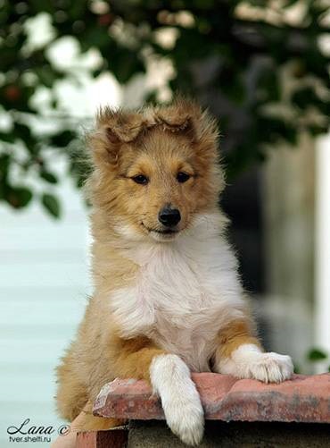 Sheltie Foto sheltie (Shetland Sheepdog), diferențele Collie sheltie dimensiune culori temperament, mintea rapidă (Shetland) Sheltie Foto sheltie (Shetland Sheepdog), diferențele Collie sheltie dimensiune culori temperament, mintea rapid