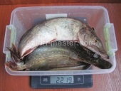 Pike și crap (izidri) Pike și crap