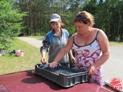 Cât de mult puteți câștiga în colectarea de știri de afine - zori - portalul de informații din regiunea Brest (Brest News) Cât de mult puteți câștiga în colectarea de știri de afine - zori - portalul de informații al regiunii Brest