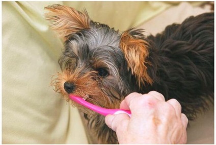 Schimbarea dintilor Yorkshire Terrier (dinți) Schimbarea dintilor Yorkshire Terrier
