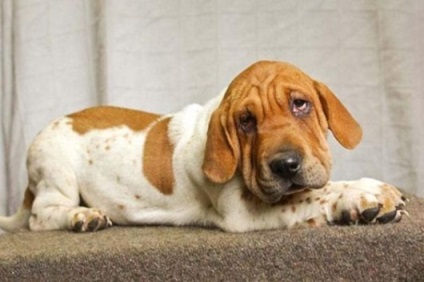 canin Creative (rasa de câine este derivat) canin de creație