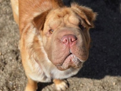Canine creative (rasele hibride obținute) canin de creație