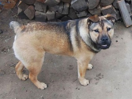 Canine creative (câini obținut) canin de creație