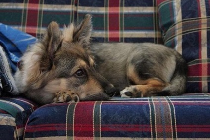 canin Creative (rasa de câine este derivat) canin de creație