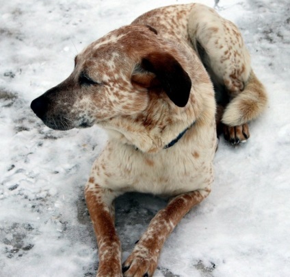 Câinii care sunt metiși de animale mixte de sânge, în special animale de companie, și fotografii (imagini) Câinii care sunt metiși de animale mixte de sânge, în special animalele de companie și fotografii