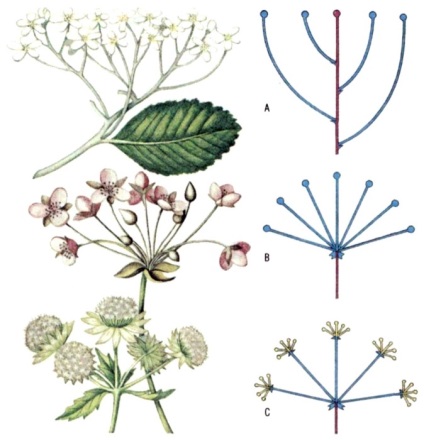 Inflorescență - o (trage anual care poartă plante) Inflorescență - o