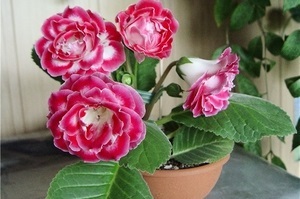 frunze uscate de Gloxinia - plantă magică (Gloxinia) frunze uscate de Gloxinia - Plante Magic