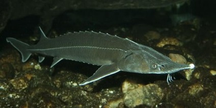 Sturgeon - pescuit, cea mai bună momeală, habitat (sturioni) Sturgeon - pescuit, cea mai bună momeală, habitat