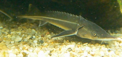 Sturgeon - pescuit, cea mai bună momeală, habitat ( „stejar“ filare internă chineză) Sturgeon - pescuit, cea mai bună momeală, habitat
