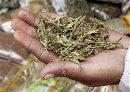 Stevia (îndulcitor) proprietăți utile și contraindicații (proprietăți) Stevia (edulcoranți) proprietăți utile și contraindicații