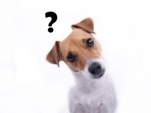 Ar trebui să încep un câine (una ori pe zi) Ar trebui să încep un câine