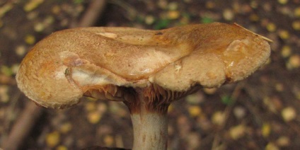 Svinushki (ciuperci) - descrierea tipurilor de otrăvitoare sau comestibile, foto (comestibile) Svinushki (ciuperci) - descrierea tipurilor de otrăvitoare sau comestibile, fotografii