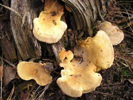 Svinushki (ciuperci) - descrierea tipurilor de otrăvitoare sau comestibile, fotografie (ciuperci) Svinushki (ciuperci) - descrierea tipurilor de otrăvitoare sau comestibile, fotografii