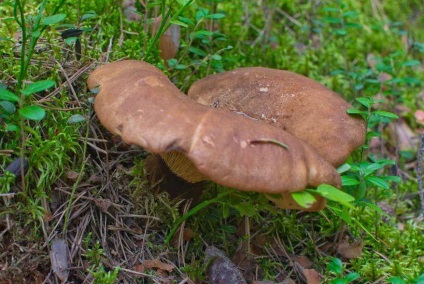Svinushki (ciuperci) - descrierea tipurilor de otrăvitoare sau comestibile, foto (svinushki) Svinushki (ciuperci) - descrierea tipurilor de otrăvitoare sau comestibile, fotografii