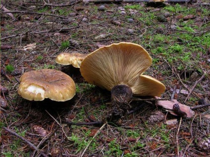 Svinushki (ciuperci) - descrierea tipurilor de otrăvitoare sau comestibile, foto (svinushki) Svinushki (ciuperci) - descrierea tipurilor de otrăvitoare sau comestibile, fotografii