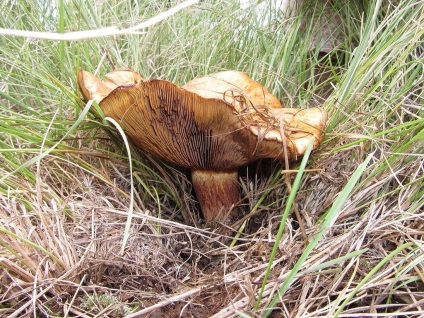 Svinushki (ciuperci) - descrierea tipurilor de otrăvitoare sau comestibile, fotografie (otrăvitoare) Svinushki (ciuperci) - descrierea tipurilor de otrăvitoare sau comestibile, fotografii