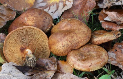 Svinushki (ciuperci) - descrierea tipurilor de otrăvitoare sau comestibile, fotografie (otrăvitoare) Svinushki (ciuperci) - descrierea tipurilor de otrăvitoare sau comestibile, fotografii