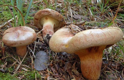 Svinushki (ciuperci) - descrierea tipurilor de otrăvitoare sau comestibile, foto (descriere) Svinushki (ciuperci) - descrierea tipurilor de otrăvitoare sau comestibile, fotografii