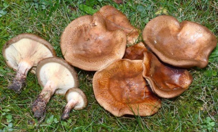 Svinushki (ciuperci) - descrierea tipurilor de otrăvitoare sau comestibile, fotografie (ciuperci) Svinushki (ciuperci) - descrierea tipurilor de otrăvitoare sau comestibile, fotografii