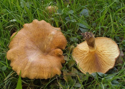 Svinushki (ciuperci) - descrierea tipurilor de otrăvitoare sau comestibile, foto (e) de Svinushki (ciuperci) - descrierea tipurilor de otrăvitoare sau comestibile, fotografii