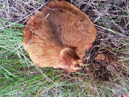 Svinushki (ciuperci) - descrierea tipurilor de otrăvitoare sau comestibile, fotografie (ciuperci) Svinushki (ciuperci) - descrierea tipurilor de otrăvitoare sau comestibile, fotografii