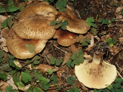 Svinushki (ciuperci) - descrierea tipurilor de otrăvitoare sau comestibile, fotografie (ciuperci) Svinushki (ciuperci) - descrierea tipurilor de otrăvitoare sau comestibile, fotografii