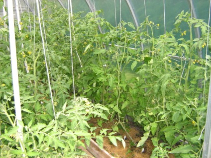 Tomate „Minunea Lumii“ descrierea și caracterizarea, cultivarea, fotografie (tomate) Tomate „Minunea Lumii“ descrierea și caracterizarea, reproducere, fotografii