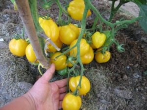 Caracterizarea Wonder tomate și descrierea soiului, foto, comentarii (minunea) Caracterizarea Wonder tomate și descrierea soiului, fotografie, recenzii