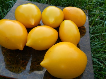 Tomate „Minunea World“ caracterizarea și descrierea de tip 1 (în creștere) Tomate „Minunea World“ caracterizarea și descrierea notelor 1