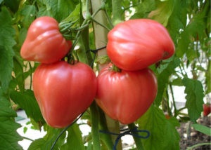 Caracterizarea Wonder tomate și descrierea soiului, foto, comentarii (lumina) Caracterizarea Wonder tomate și descrierea soiului, fotografie, recenzii