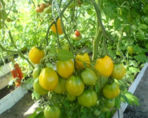 Caracterizarea Wonder tomate și descrierea soiului, foto, comentarii (tomate) Caracterizarea Wonder tomate și descrierea soiului, fotografie, recenzii