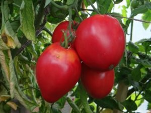 Caracterizarea Wonder tomate și descrierea soiului, fotografie, recenzii (soi) Caracterizarea Wonder tomate și descrierea soiului, fotografie, recenzii