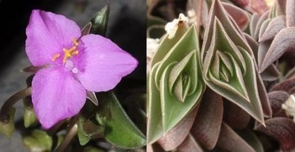 îngrijire cameră Tradescantia, florală-blog (Tradescantia) îngrijire cameră Tradescantia, florală-blog