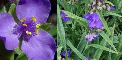 îngrijire cameră Tradescantia, florală-blog (camera) îngrijire cameră Tradescantia, florală-blog