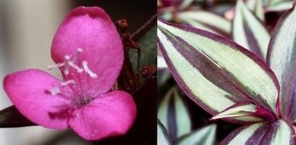 îngrijire cameră Tradescantia, florală-blog (camera) îngrijire cameră Tradescantia, florală-blog