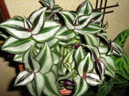 îngrijire cameră Tradescantia, florală-blog (îngrijire) îngrijire cameră Tradescantia, florală-blog