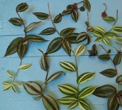 îngrijire cameră Tradescantia, florală-blog (Tradescantia) îngrijire cameră Tradescantia, florală-blog
