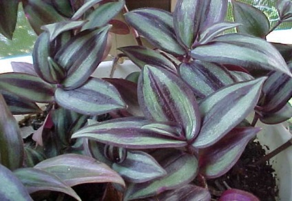 Tradescantia zebrina (îngrijire la domiciliu) Tradescantia zebrina