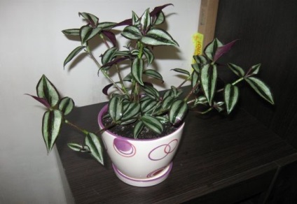 Tradescantia zebrina (zebrina) Tradescantia zebrina