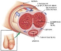 Uretra, urolog meu (canalul urinar al uretrei) Uretra, urolog meu